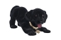 Preview: Wackelhund Labrador groß bobblehead