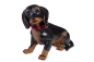 Preview: Dackel Rocco 50 cm mit Echtheitszertifikat